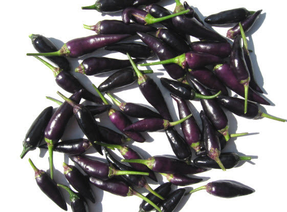Cayenne Purple Chilli