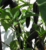 Cayenne Purple Chilli