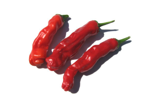 Red Peter Chilli