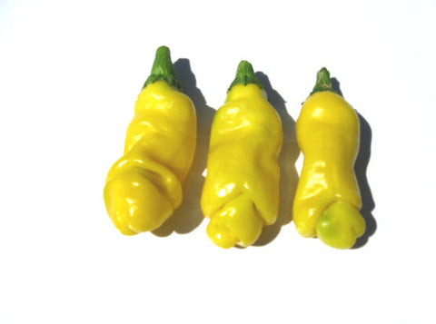 Yellow Peter Chilli