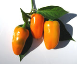 Mini Yellow Stuffing Pepper