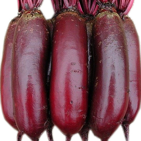 Cylindra  Egyptian Beet