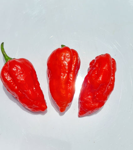 Dorset Naga Chili