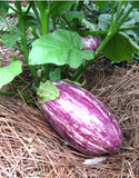 Listada De Gandia Eggplant