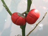Pumpkin Pepper Eggplant