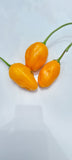 El Oro de Ecuador Chili