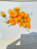 El Oro de Ecuador Chili
