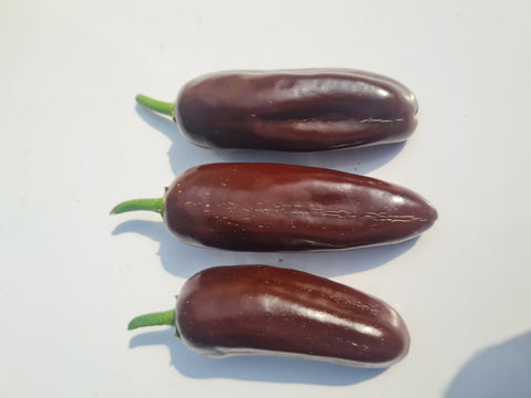 Jalapeno Brown   Chili