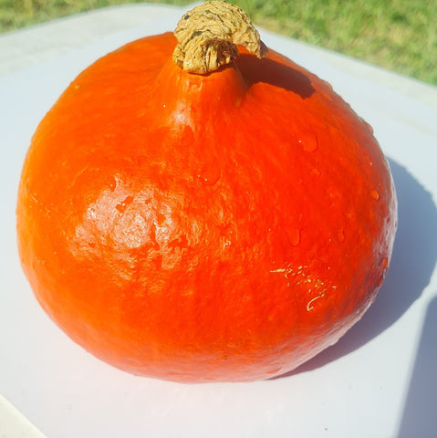 Japanese Kuri Squash