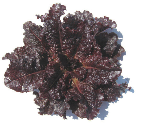 Lolla Rosa Dark Lettuce