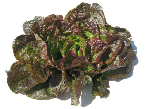 Mignonette Bronze Lettuce