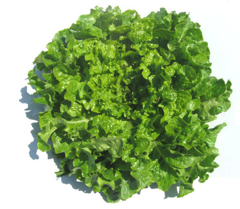 Salad Bowl Green Lettuce