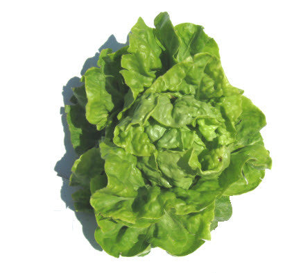 White Boston Lettuce