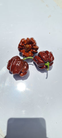 Moruga Scorpion Chocolate Chili