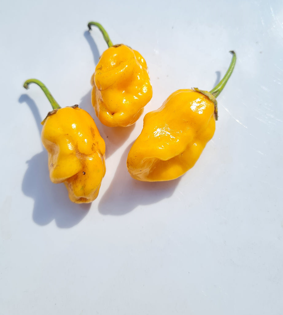 Naga BBG7 Yellow Chili