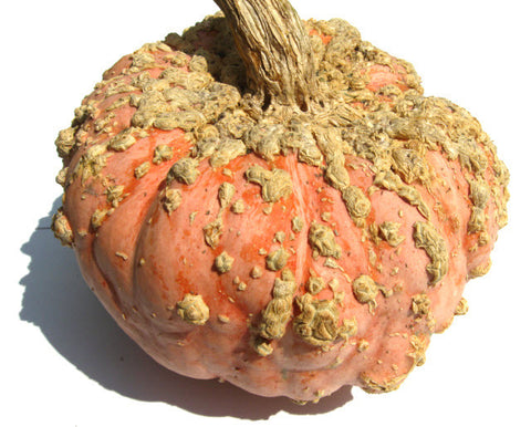 Galeux D'eysines Pumpkin