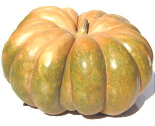 Musque de Provance Pumpkin