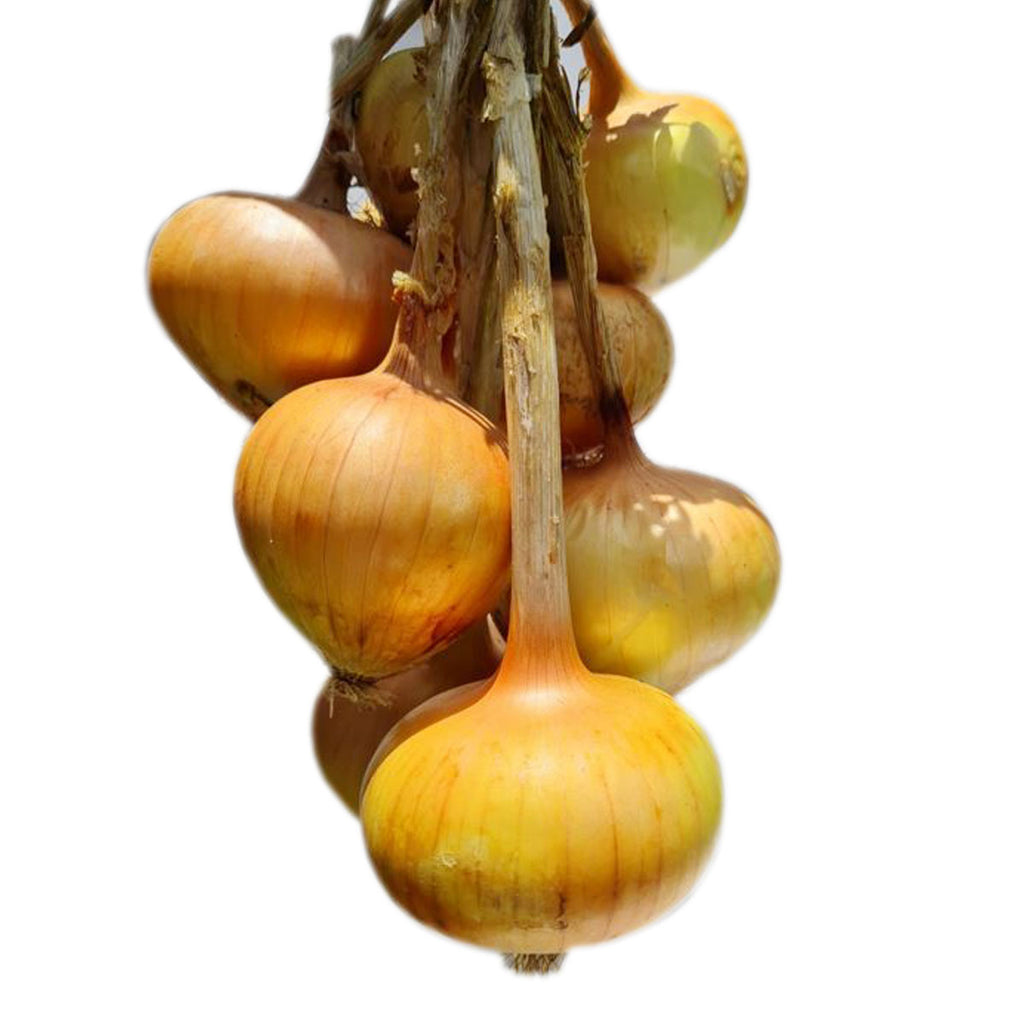 Texas Grano onion