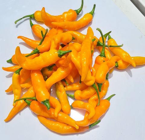 Thai Orange Chili