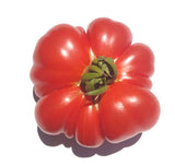 Costaluto di Parma Tomato