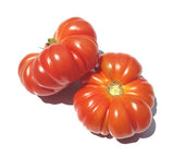 Costaluto di Parma Tomato