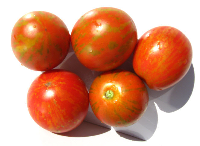 Darby Red and Yellow Tomato