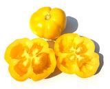 Douchova Pepper Tomato