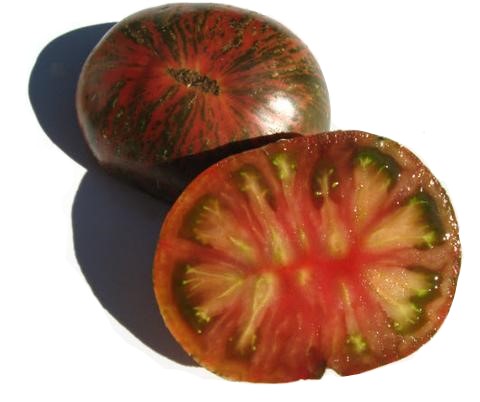 Dwarf Adeleide Festival Tomato