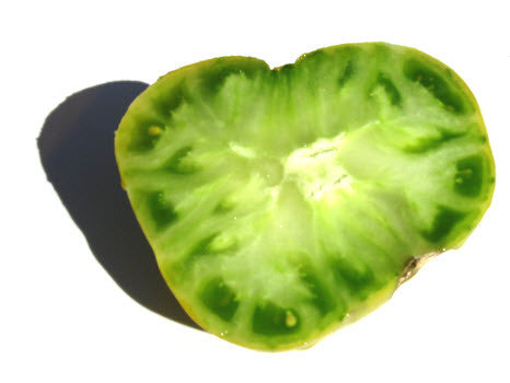 Dwarf Big Green Tomato