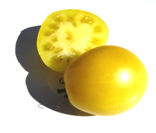 Dwarf Lemon Ice Tomato