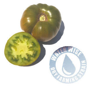 Green Moldovan DF Tomato