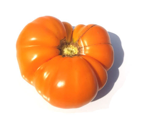 Kentucky Beefsteak Tomato