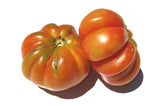 Petrillo Tomato