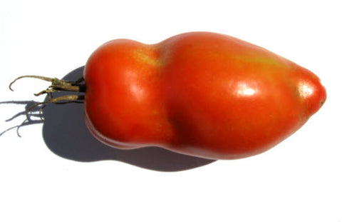 San Marzano Redorta Tomato