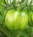 Striped Cavern Tomato