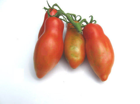 Ten Fingers of Naples Tomato