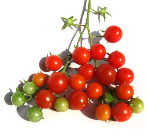 Tess's Land Race Tomato