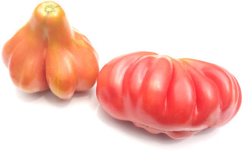 Tlacolula Tomato