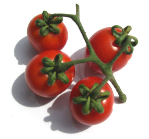 Washington Cherry Tomato