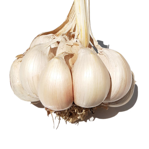 Tuscan Garlic