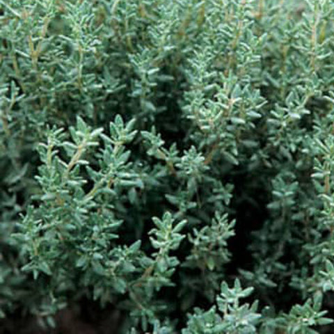 Winter Thyme