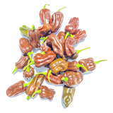 Habanero Chocolate   Chili