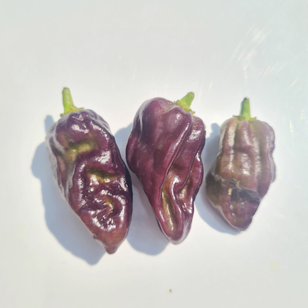 Bhut Jolokia  Purple Chili