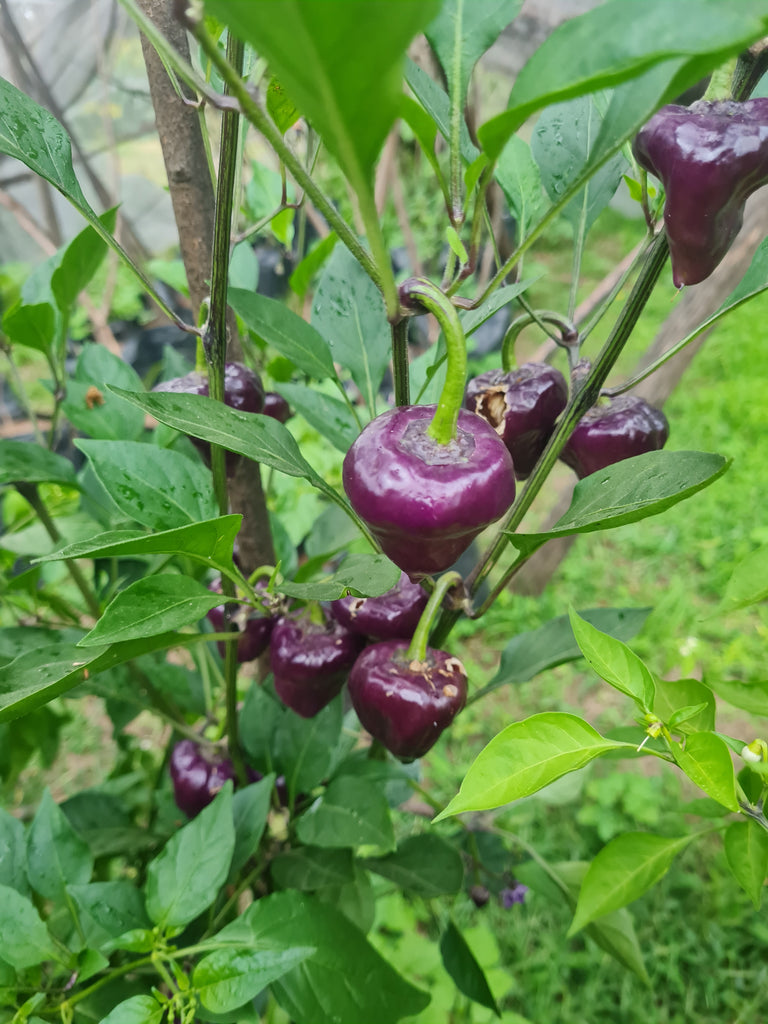 Purple UFO Chili