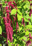 Amaranth: Love Lies Bleeding