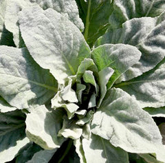 Other Seeds