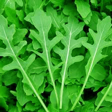 Sweet Rocket (Arugula)